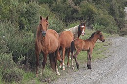 Spirits Bay - Wild horses New Zealand.jpg