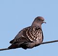 Spot-winged Pigeon (Patagioenas maculosa) (15772735510) (cropped).jpg