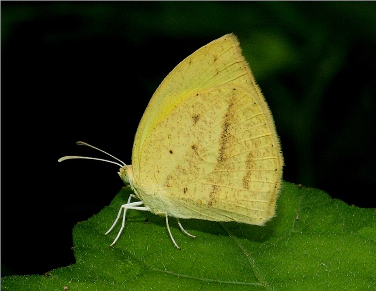 File:Spotless Grass Yellow (Eurema laeta). Thane, Maharashtra..jpg