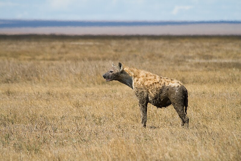 File:Spotted Hyena in Serengeti2.jpg