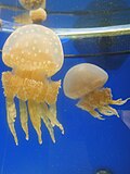 Thumbnail for File:Spotted Jellyfish, Aquarium at Palau International Coral Reef Center, Koror (9723403702).jpg