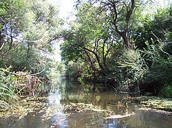 Sredetska-River-near-Prohod.jpg