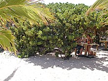 Gustavia, Saint Barthélemy - Wikipedia