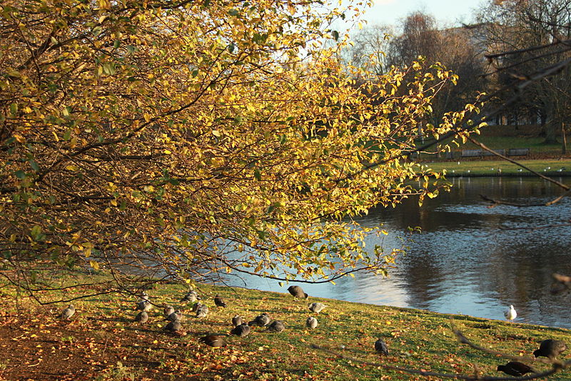 File:St. James's Park (8238249671).jpg