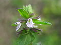 Stachys arvensis