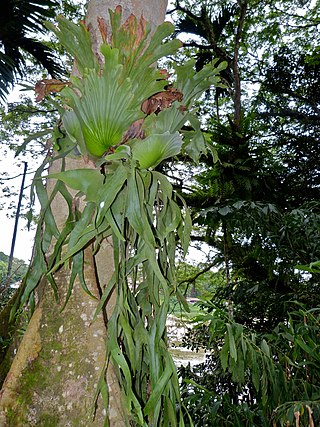 <i>Platycerium coronarium</i> Species of fern