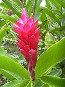 Alpinia purpurata.