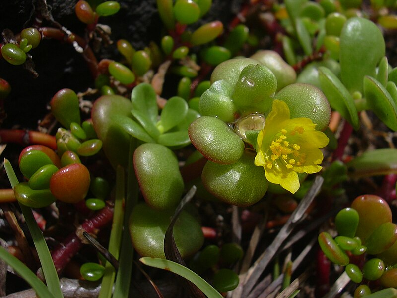 File:Starr 040423-0089 Portulaca lutea.jpg