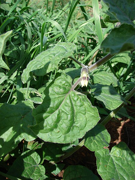 File:Starr 061225-2954 Physalis peruviana.jpg