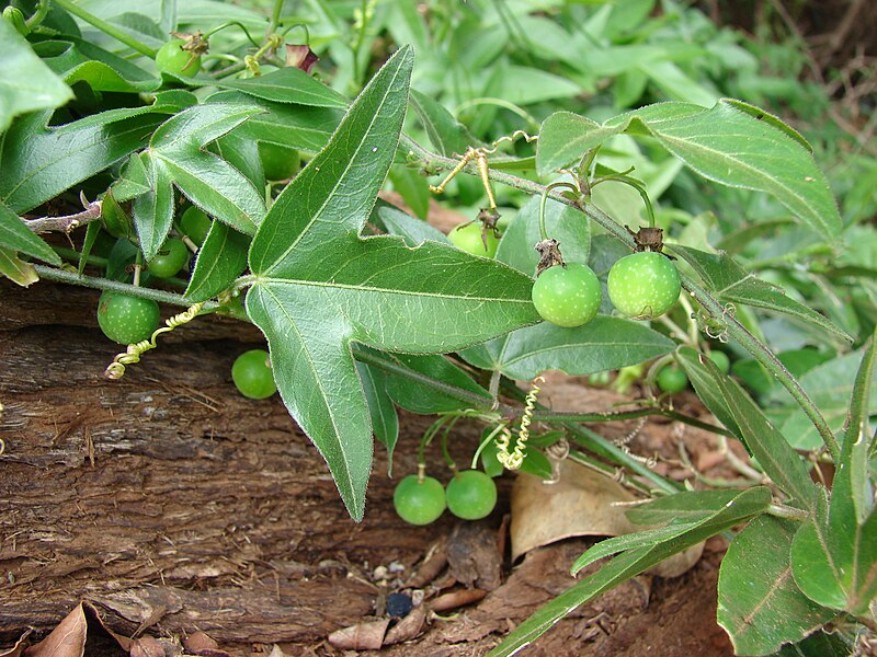 File:Starr 070404-6649 Passiflora suberosa.jpg