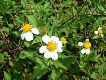 Starr 080601-5248 Bidens alba var. radiata.jpg