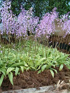 <i>Stenoglottis longifolia</i> Species of plant in the genus Stenoglottis