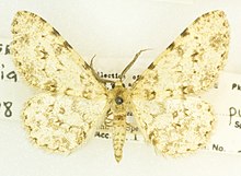 Stenoporpia pulchella, -26149, Det. John L. Sperry, Tub Canyon, Borrego, California. February 1947, Noel Crickmer (49551159296).jpg
