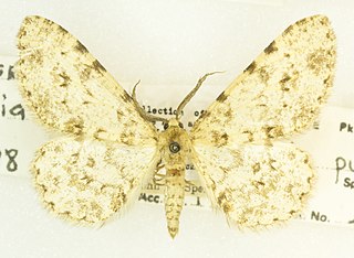 <i>Stenoporpia pulchella</i> Species of moth