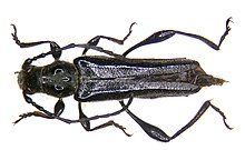 Stenopterus ater (Linné, 1767) (2983543265) .jpg