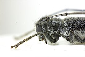 Stenostola dubia side.jpg