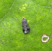 Stigmella cypracma 58041775.jpg