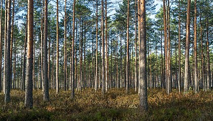 Högmosse med tallskog och skvattram.