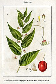 Streptopus amplexifolius (as syn. Convallaria amplexifolia) vol. 1 - plate 46 in: Jacob Sturm: Deutschlands Flora in Abbildungen (1796)