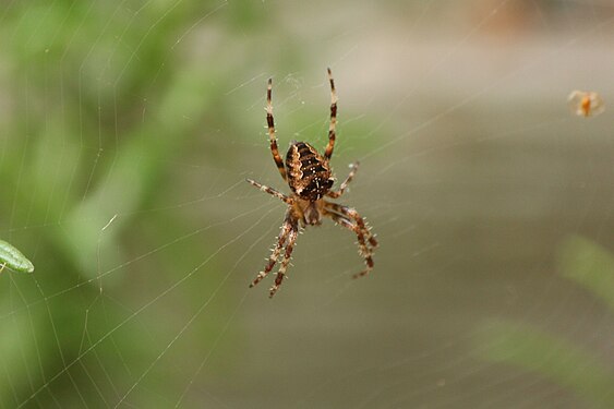 stripy spider in web from UK back garden