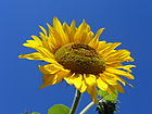 Sunflower from Silesia.JPG