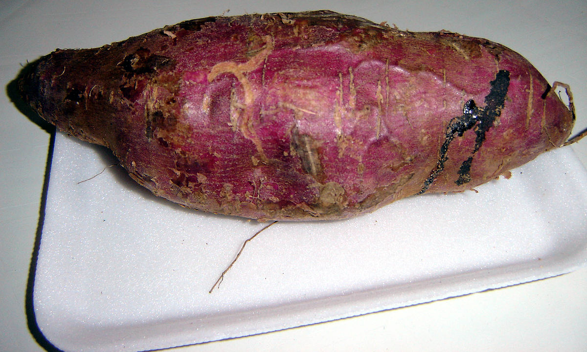 Sweet potato - Wikipedia