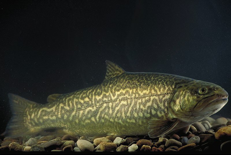 File:Swimming Tiger Trout.jpg