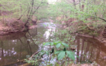 Sycamore Creek (Crabtree Creek tributary)