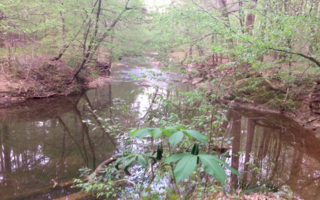 <span class="mw-page-title-main">Sycamore Creek (Crabtree Creek tributary)</span> Stream in North Carolina, USA
