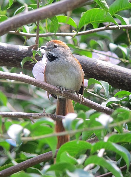 File:Synallaxis azarae Chamicero piscuis Azara's Spinetail (6669259529).jpg