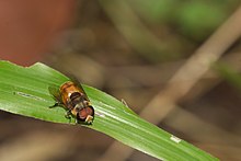 Kadavoor.jpg-da Syrphidae