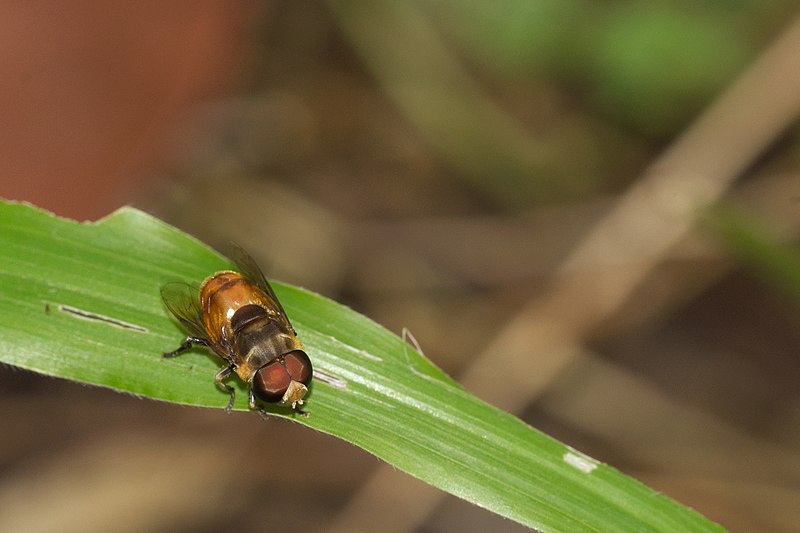 File:Syrphidae at Kadavoor.jpg