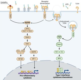 MyD88 and TRIF dependent signaling pathway of TLR4. TLR4 signaling pathways V2.pdf