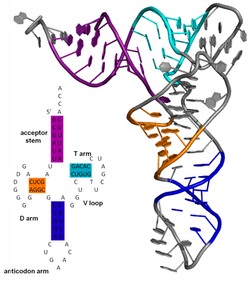 Secondary (inset) and tertiary structure of tRNA demonstrating coaxial stacking PDB: 6TNA ) TRNA all2.png