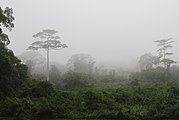 Forêt de Taille (Côte d'Ivoire)