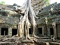 Ta Prohm Angkor1305.jpg