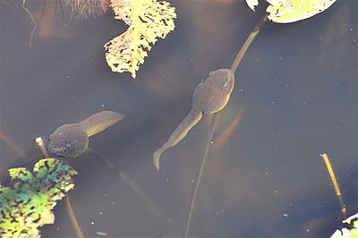 Tadpoles at Trustom Pond National Wildlife Refuge. (4812359403).jpg