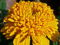 * Nomination Tagetes patula flower petals. --JDP90 18:14, 26 January 2013 (UTC) * Promotion DOF maybe a bit low? Probably ok though. Mattbuck 13:53, 1 February 2013 (UTC)