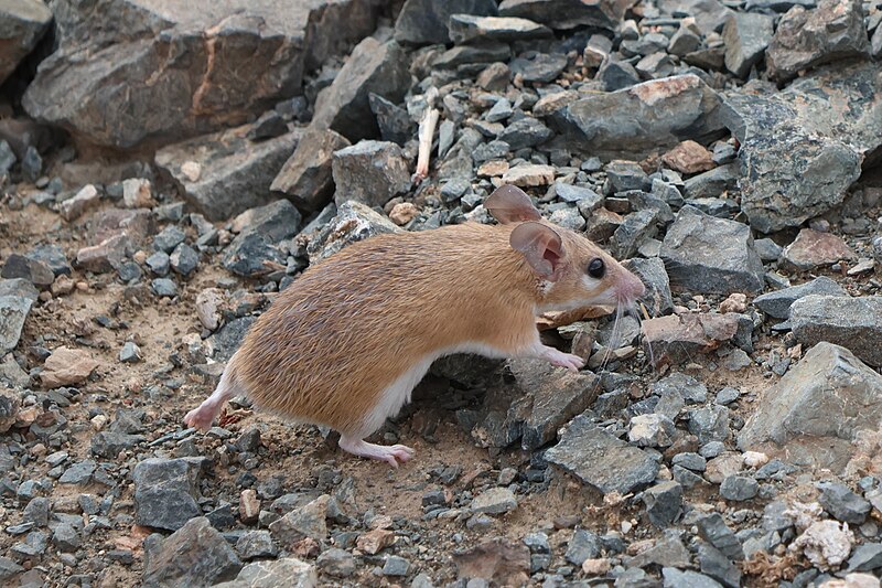 File:Tailless Arabian Spiny Mouse.jpg