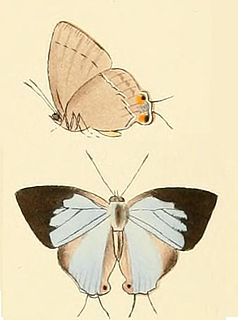 <i>Tajuria ister</i> Species of butterfly