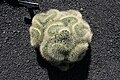 Mammillaria rhodantha