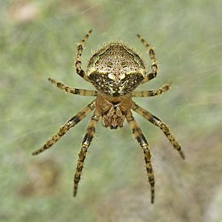 <i>Telaprocera</i> Genus of spiders