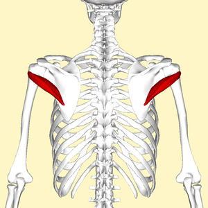 Teres minor muscle back2.png