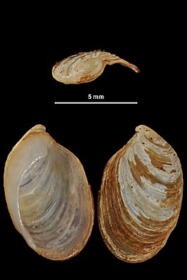 Testacella bisulcata