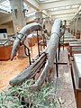 en:Tetralophodon grandicisivus Schl. Sarmatian, en:Gorna Oryahovitsa at the en:Sofia University "St. Kliment Ohridski" Museum of Paleontology and Historical Geology