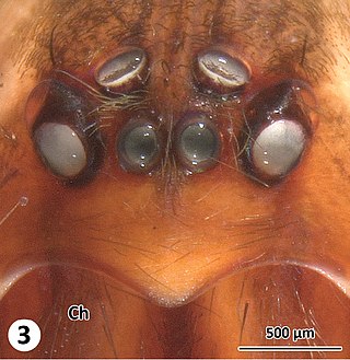 <span class="mw-page-title-main">Austrochilidae</span> Family of spiders