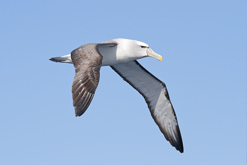 File:Thalassarche cauta in flight - SE Tasmania.jpg