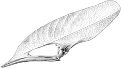 A black and white illustration of a skull with a long, thin jawbone and an elongated cranium; the bone's texture is leaflike