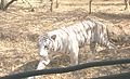 A white tiger of the Bannerghatta National Park