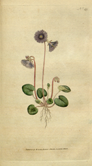 plate 49 Soldanella alpina Alpine Soldanella